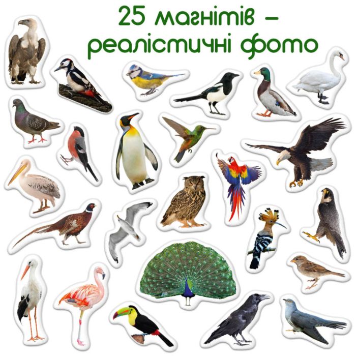 Дитячий набір магнітів Птахи фото Magdum ML4031-30 EN