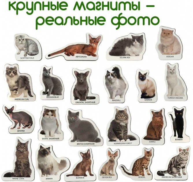 Набір магнітів Magdum "Породи кішок" ML4031-13 EN